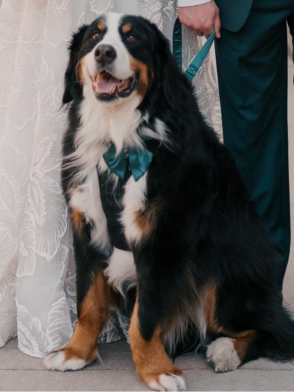 Satin Emerald Green Dog Bow Tie and Leash Set - Elegant Pet Accessory